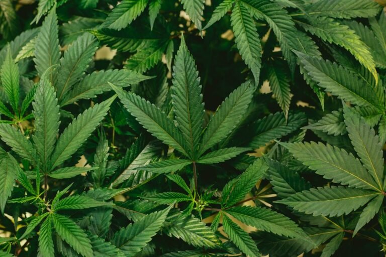 Cannabis leaves, illustrating whether weed is legal in Texas